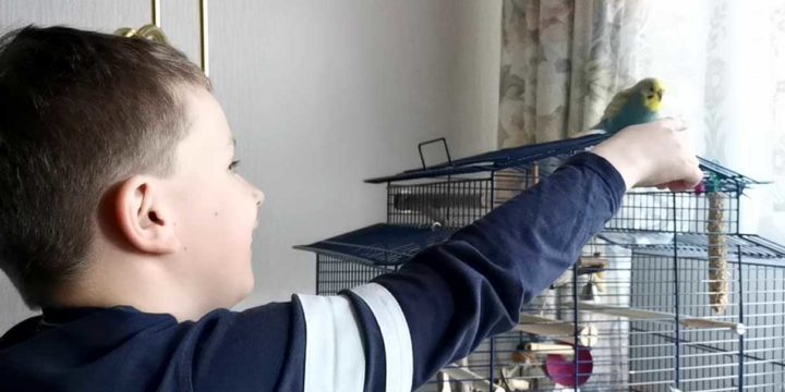 Ein Wellensittich für Kinder: Wir zeigen die Haltung & Pflege | NETPAPA